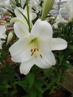 [4556 VH32 Fredo No02.JPG]